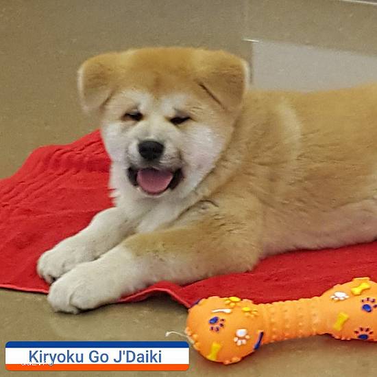 Pui akita inu