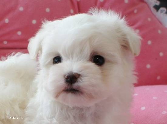 Bichon maltez pui rasa pura toy alb