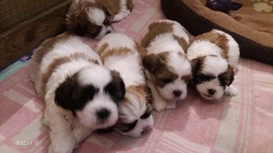 catei shih tzu