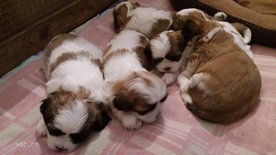 catei shih tzu