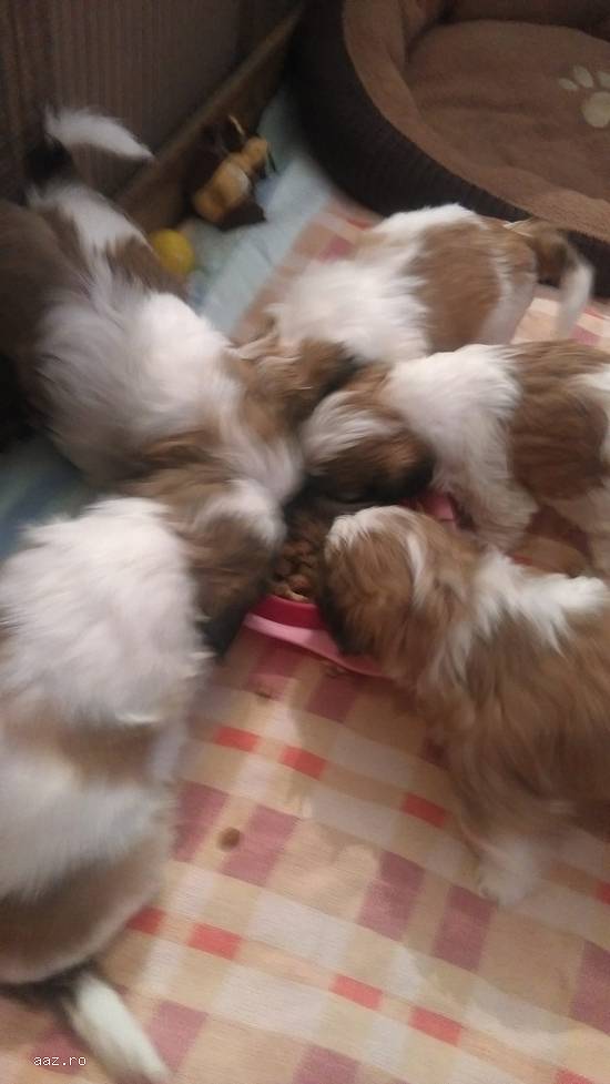 catei shih tzu