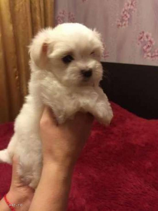 Vand pui bichon maltez albi 500 ron