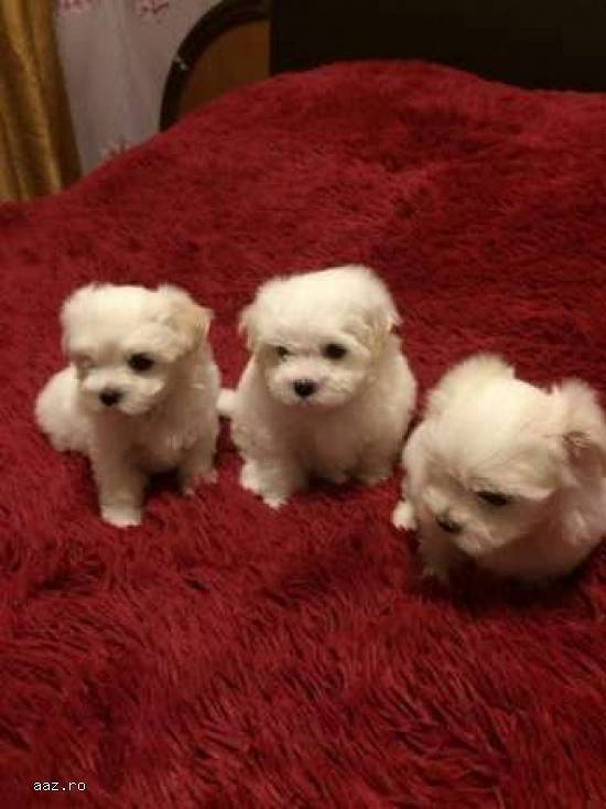 Vand pui bichon maltez albi 500 ron