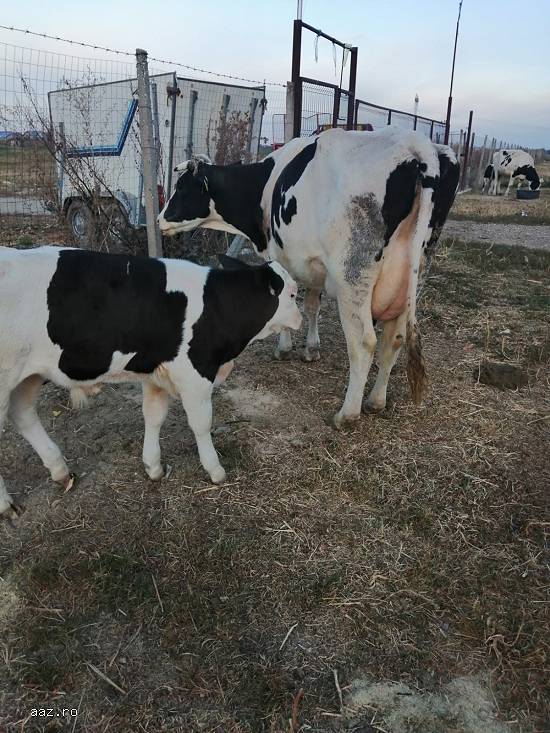 Vand vaca switz cu 2 vitei,  o juninca holstein