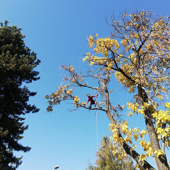 Doborat copaci - Taiat copaci arbori pomi si arbusti - Defrisat copaci