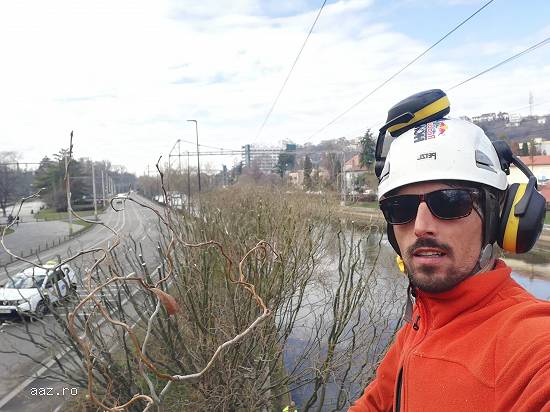 Doborat copaci - Taiat copaci arbori pomi si arbusti - Defrisat copaci