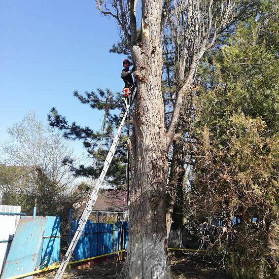 Doborat copaci - Taiat copaci arbori pomi si arbusti - Defrisat copaci