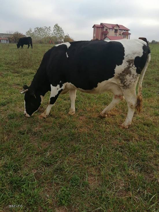 Vand o vaca Holstein  foarte buna de lapte