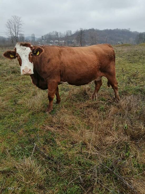 Vand 7 vaci gestante cu angus,  pe punctul de a fata.