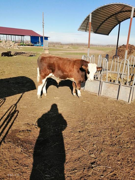 Vand vitei rasa de carne cu greutati de la 80-150kg