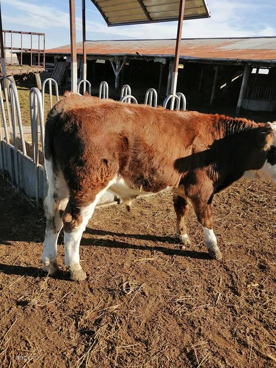 Vand vitei rasa de carne cu greutati de la 80-150kg