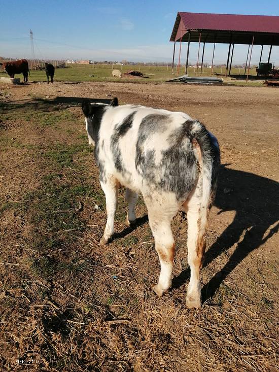 Vand vitei rasa de carne cu greutati de la 80-150kg