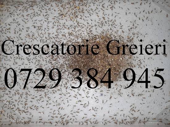 Greieri,    500 bucati,     De Vanzare,       Hrana Vie Penru Reptile Carnivore si Pesti !