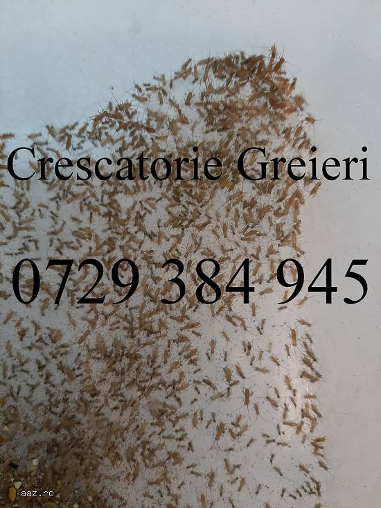 Greieri,    500 bucati,     De Vanzare,       Hrana Vie Penru Reptile Carnivore si Pesti !