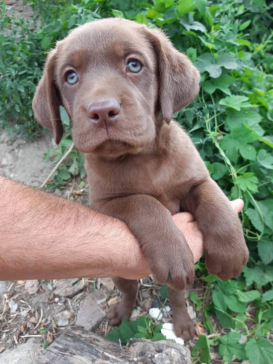 Labrador retriever ciocolatiu pedigree