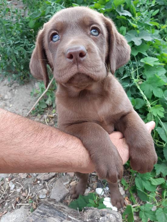 Labrador retriever ciocolatiu pedigree