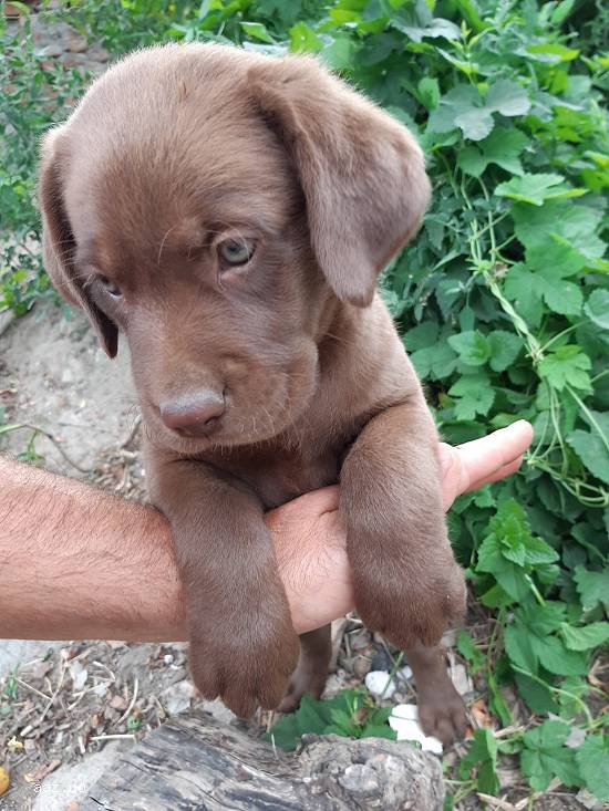 Labrador retriever ciocolatiu pedigree