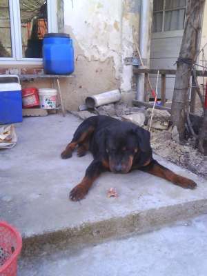 am gasit un rottweiler si caut stapanul