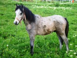 vand welsh pony 1 an