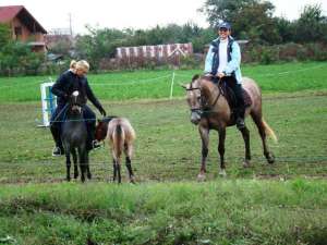 vand welsh pony 1 an