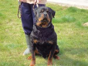 Vand pui Rottweiler femele