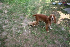 PIERDUT COCKER SPANIEL 22.05.2010 TULCEA 7 TEVI DUNAREA VECHE