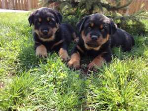 Vand pui Rottweiler pentru persoane care apreciaza calitatea