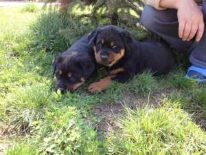 Vand pui Rottweiler pentru persoane care apreciaza calitatea