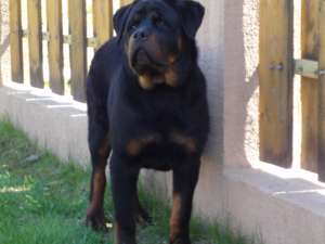 Vand pui Rottweiler pentru persoane care apreciaza calitatea