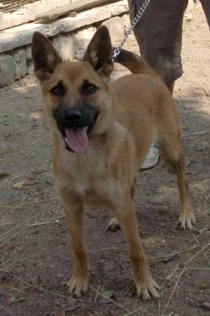 Caut caine malinois belgian pt monta