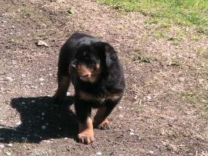 Puiuti Rottwaeiler