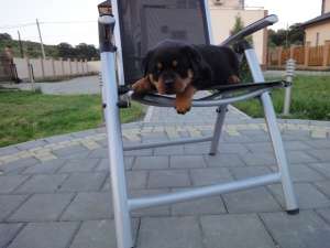 Puiuti Rottwaeiler