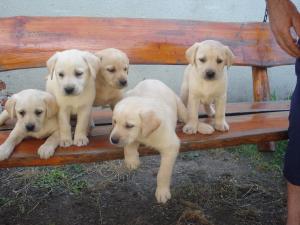 vand catei labrador retriever