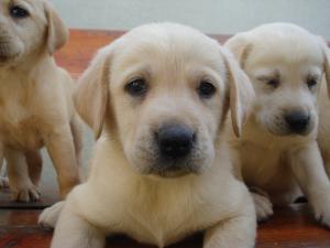 vand catei labrador retriever