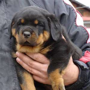 Vand pui Rottwaeiler /