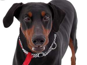 MONTA Mascul Doberman