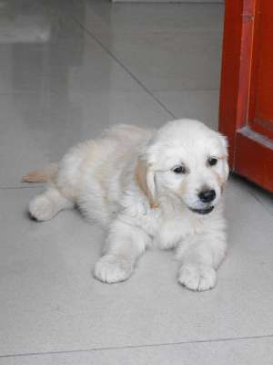 Golden retriver de vanzare