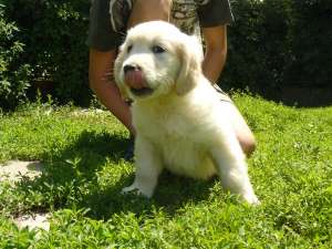 Labrador ciocolatiu golden retriver etc de vanzare