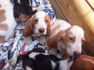 vand basset hound