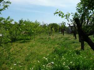 Vand casa ultracentrala Scarisoara (Olt)