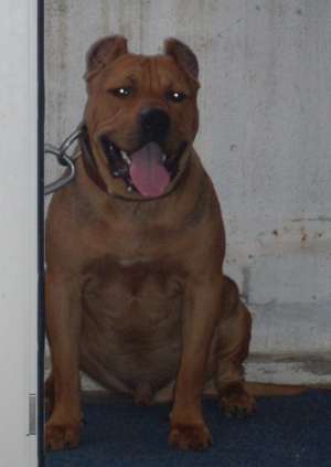 mascul amstaff pt monta