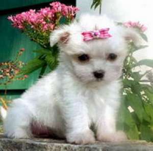 Bichon De Vanzare !