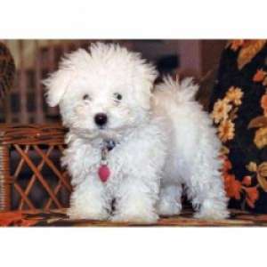 Bichon De Vanzare !