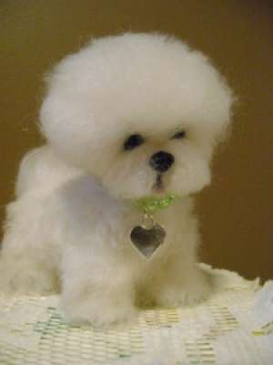 Bichon De Vanzare !