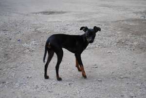 Vand Pinscher pitic