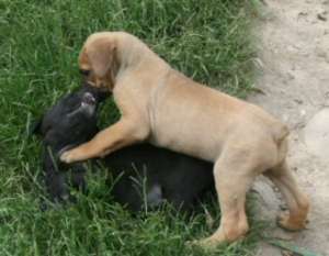 Cane Corso De Exceptie !