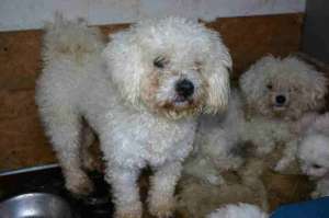 vand bichon frise