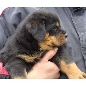 Vand pui Rottweiler