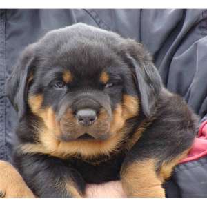 Vand pui Rottweiler pentru persoane care apreciza calitatea