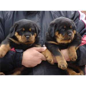 Vand pui Rottweiler pentru persoane care apreciza calitatea